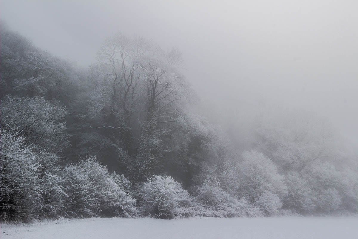 A tranquil scene in Crimple Valley, Harrogate, enveloped in winter's embrace. Trees stand cloaked in frost under a soft, white sky, their branches etched against the mist. The snow-covered ground merges with the fog, creating a serene, monochromatic landscape. a snow covered field