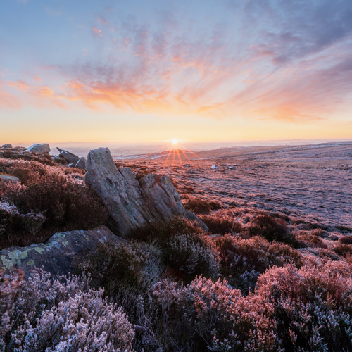 Moorland frost at dawn: A vivid sunrise graces a frost-covered moorland with pink heather and rocks. A sunburst peeks above the horizon, casting a warm glow on the scene and painting the sky with hues of orange, pink, and blue. Frost glistens on the heath and rocks, suggesting a cold morning.