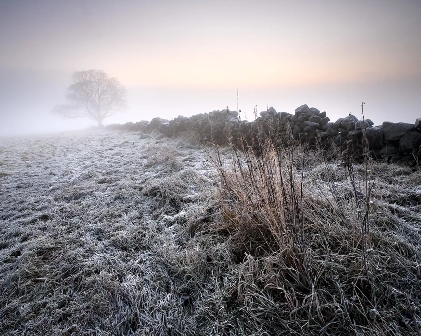 Winter Morning II