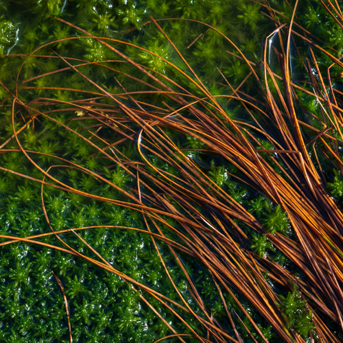 Tangle: This image features a close-up of lush, green moss interspersed with slender, brown grass. 