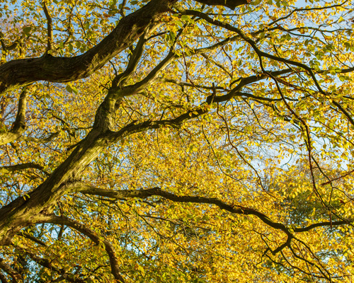 School Run:  a tree with yellow leaves