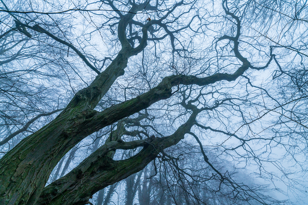 An old, gnarled tree with bare, intertwining branches dominates the view against a misty, ethereal backdrop. The contorted tree limbs stretch skywards, enveloped by a soft, diffuse light, creating an atmospheric, almost otherworldly forest scene. a tree with many branches