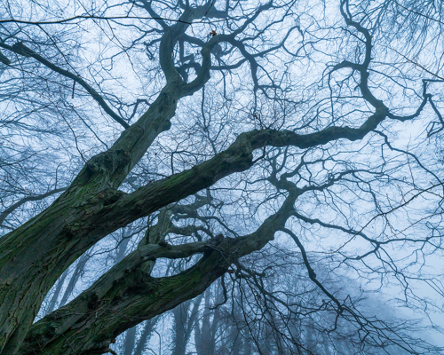 School Run: An old, gnarled tree with bare, intertwining branches dominates the view against a misty, ethereal backdrop. The contorted tree limbs stretch skywards, enveloped by a soft, diffuse light, creating an atmospheric, almost otherworldly forest scene. a tree with many branches