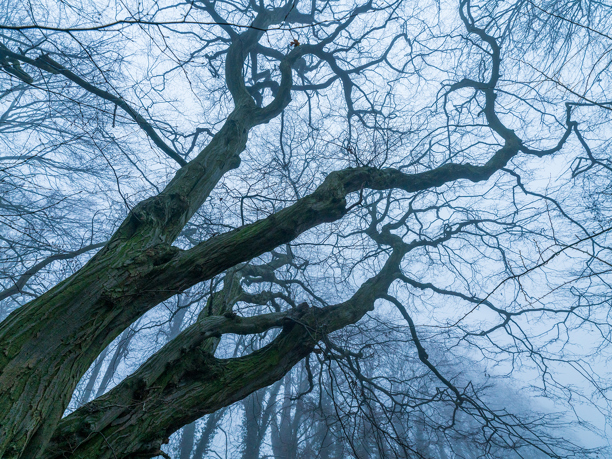School Run An old, gnarled tree with bare, intertwining branches dominates the view against a misty, ethereal backdrop. The contorted tree limbs stretch skywards, enveloped by a soft, diffuse light, creating an atmospheric, almost otherworldly forest scene.