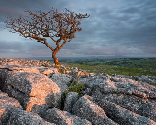 Yorkshire Dales: Limestone and Lone Trees:  a rocky landscape with a body of water