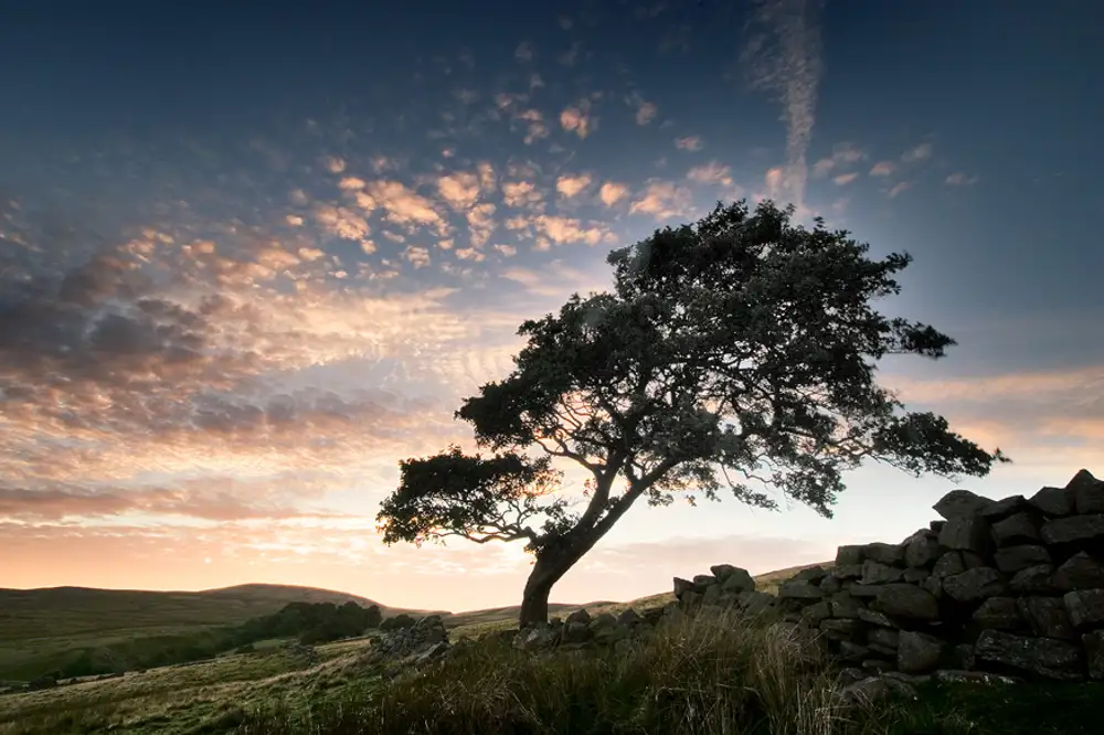 alder tree, angram reservoir