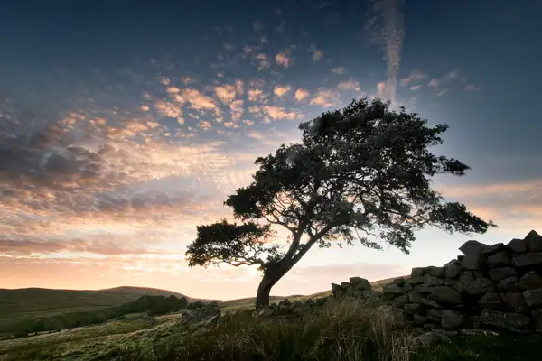 alder tree, angram reservoir