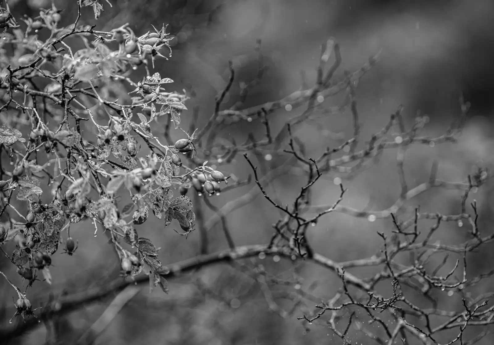 Branches of a bush with small leaves and berries, wet from rain, against a blurred background. The image is in black and white, highlighting the contrast and texture of the branches and droplets.