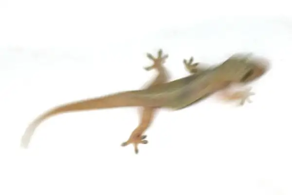 Lizard