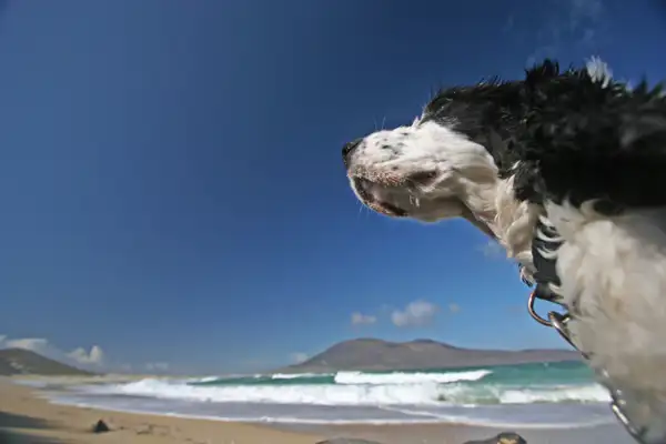 Lyra, Scarasta Bay