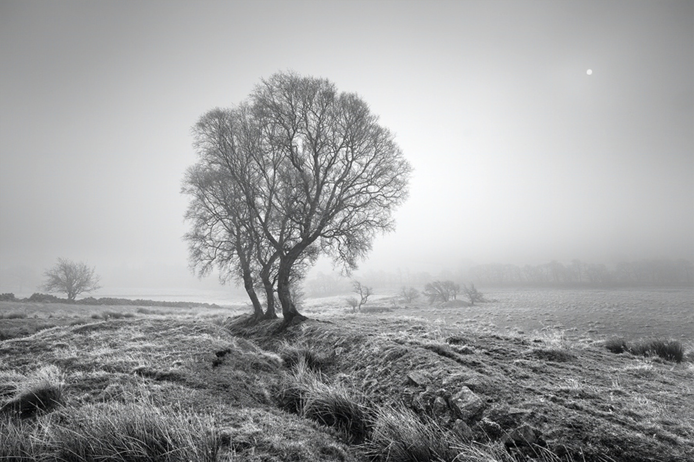 Three trees in clearing fog