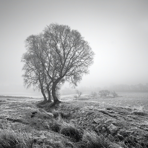 Three trees in clearing fog: Three trees in clearing fog