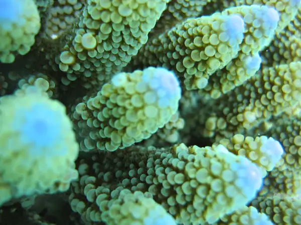 Coral