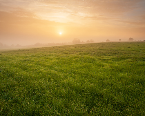 Harrogate Landscapes:  a field of grass with the sun in the background