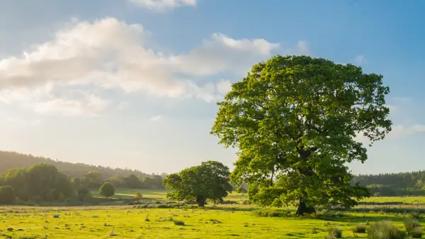 Large oak tree in a sunlit green meadow, with a few smaller trees in the background. The sky is blue with scattered fluffy clouds, and there are distant forests and gentle hills on the horizon.