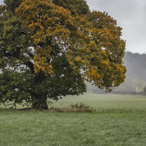 Crimple Valley Autumn Walk