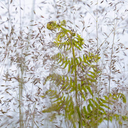 Grasses and Ferns: 