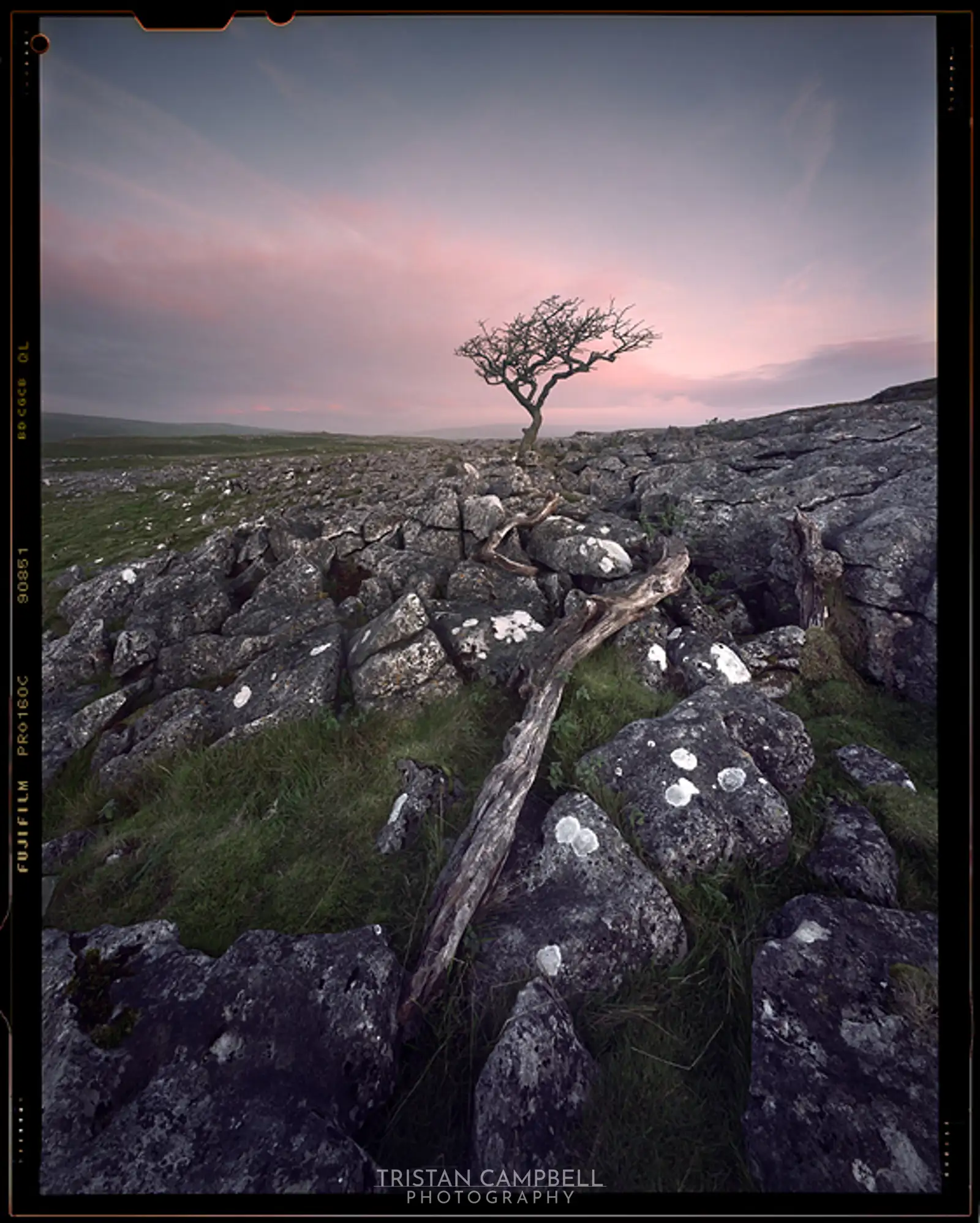 Lone tree at dawn, Malham