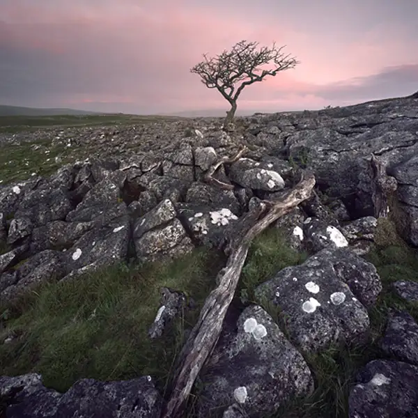 Lone tree at dawn, Malham