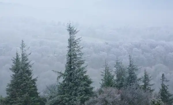 Frost on trees and hills near Pateley Bridge