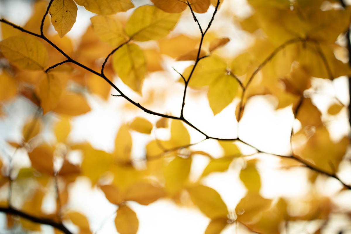  a close up of yellow leaves