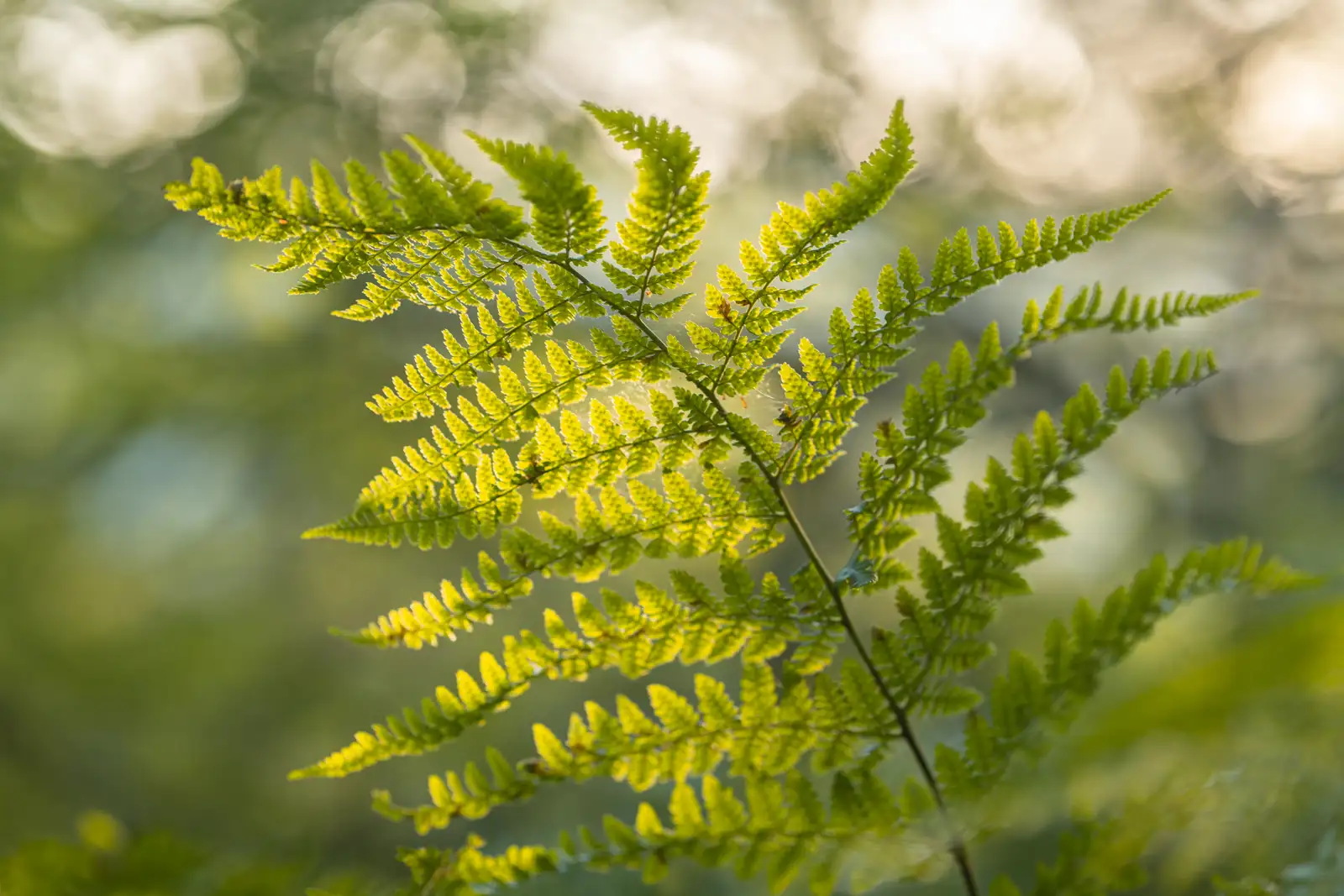 Close-up of a vibrant green fern leaf with intricate patterns, set against a softly blurred background of dappled light, creating a serene and natural atmosphere.