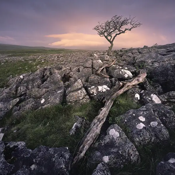 Lone tree at dawn, Malham #2