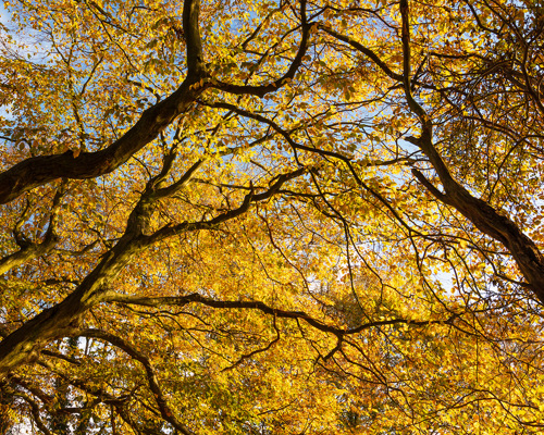 School Run:  a tree with yellow leaves