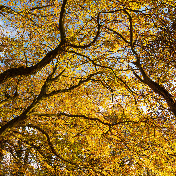  a tree with yellow leaves