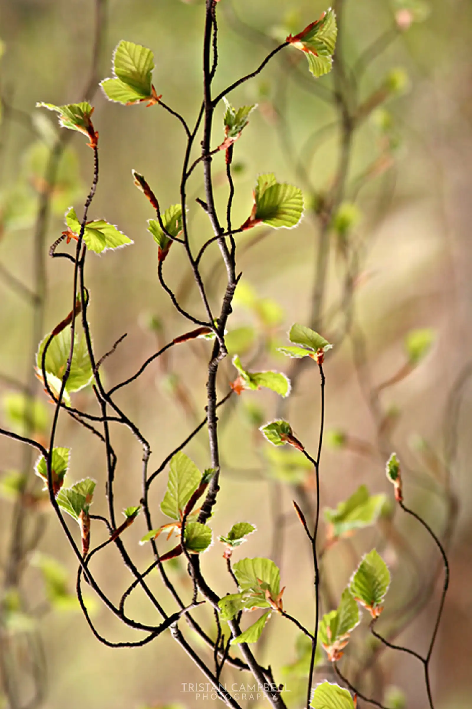 Willow Tree, Leckmelm Arboretum