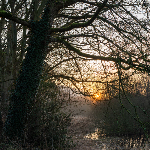February Fewston: A tranquil woodland scene during sunrise. Trees with sprawling branches, some cloaked in green ivy, line a path. The sun's soft glow peeks through the dense branches, casting a warm light that reflects off a small, still water body.