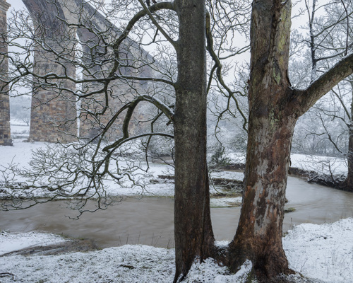 Crimple Valley Viaduct: A Marvel of Engineering and Beauty: Two trees with the river Crimple and Crimple Viaduct in the background a tree with snow on the ground