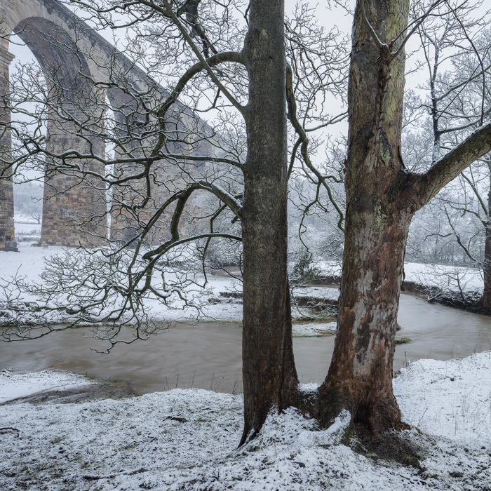 Two trees with the river Crimple and Crimple Viaduct in the background a tree with snow on the ground