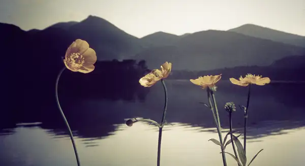Peaceful