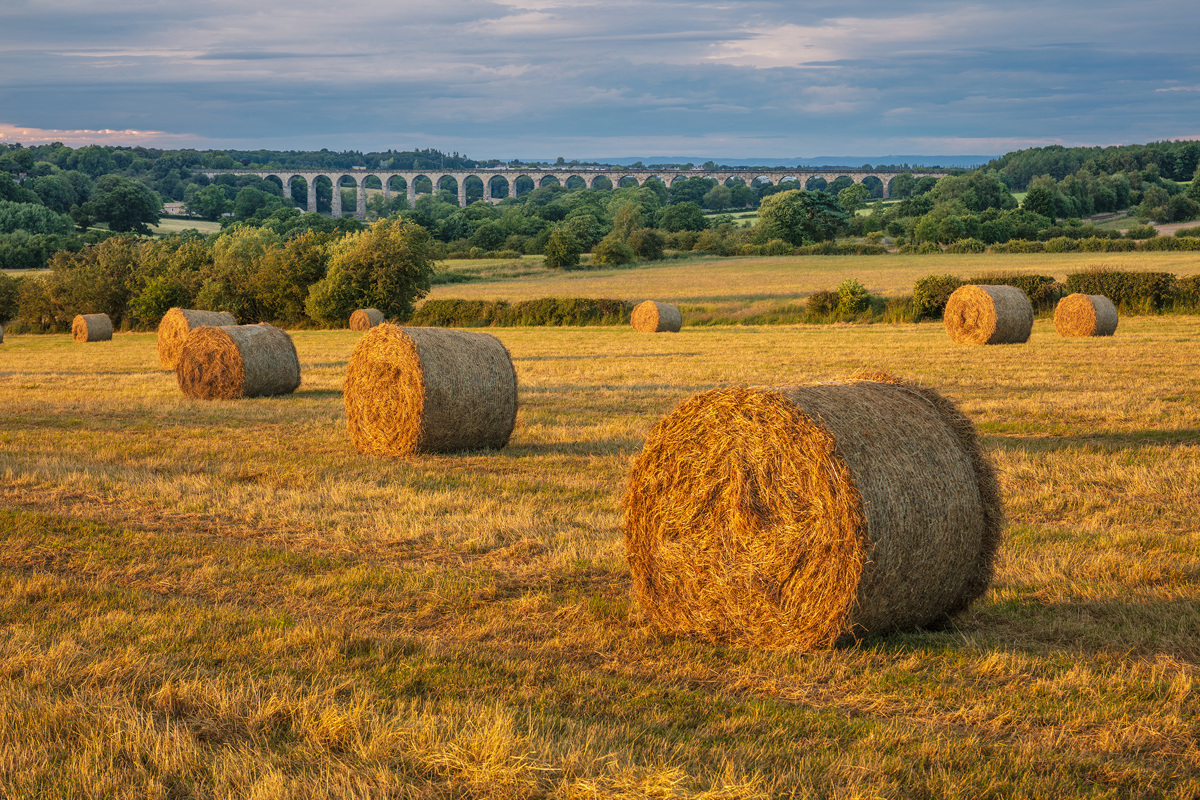 Round hay bales dot a field of short, golden grass in the Crimple Valley. In the background, the grand Crimple Viaduct with multiple arches spans a green valley under a soft blue sky with wispy clouds, hinting at the rural charm of Harrogate's landscapes. The evening sun casts a warm light across the scene, enhancing the textures and tranquil atmosphere. a field of hay bales
