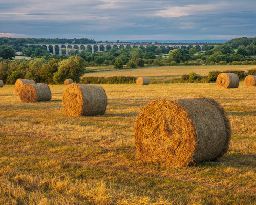 Discover the beauty of Crimple Valley: Round hay bales dot a field of short, golden grass in the Crimple Valley. In the background, the grand Crimple Viaduct with multiple arches spans a green valley under a soft blue sky with wispy clouds, hinting at the rural charm of Harrogate's landscapes. The evening sun casts a warm light across the scene, enhancing the textures and tranquil atmosphere. a field of hay bales
