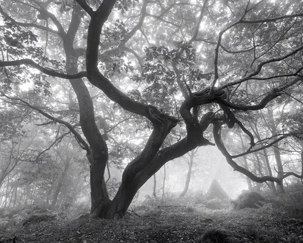 Deep in the forest