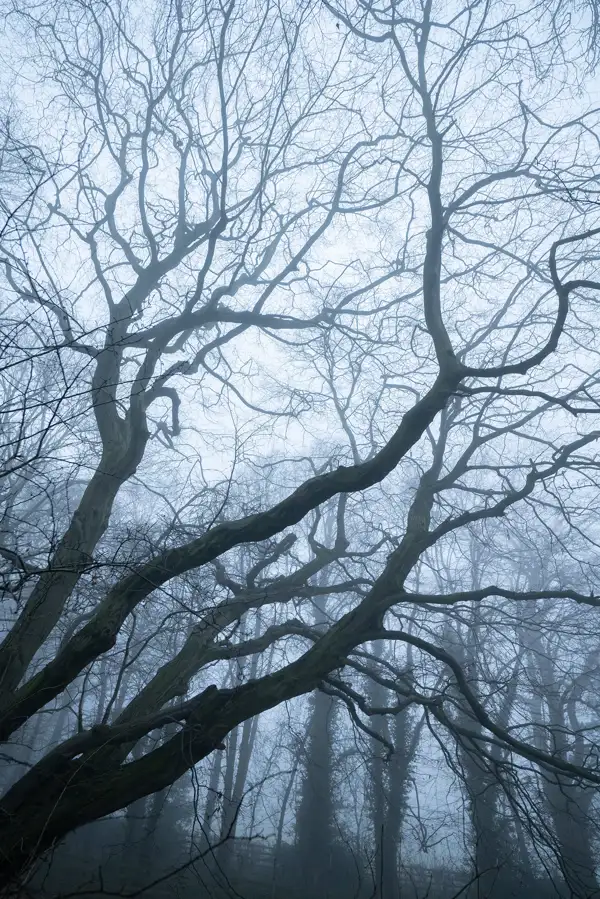 Bare tree branches stretch intricately against a foggy sky, creating a complex web of silhouettes. The dense mist softens the background, blending with the tree line and enhancing the eerie, tranquil atmosphere.