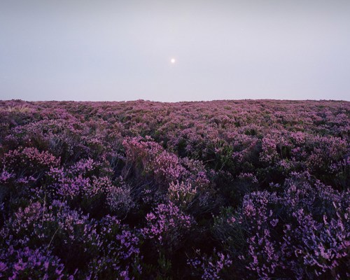 Nightscapes: Moorland landscape moonrise a group of purple flowers in a field with Hitachi Seaside Park in the background