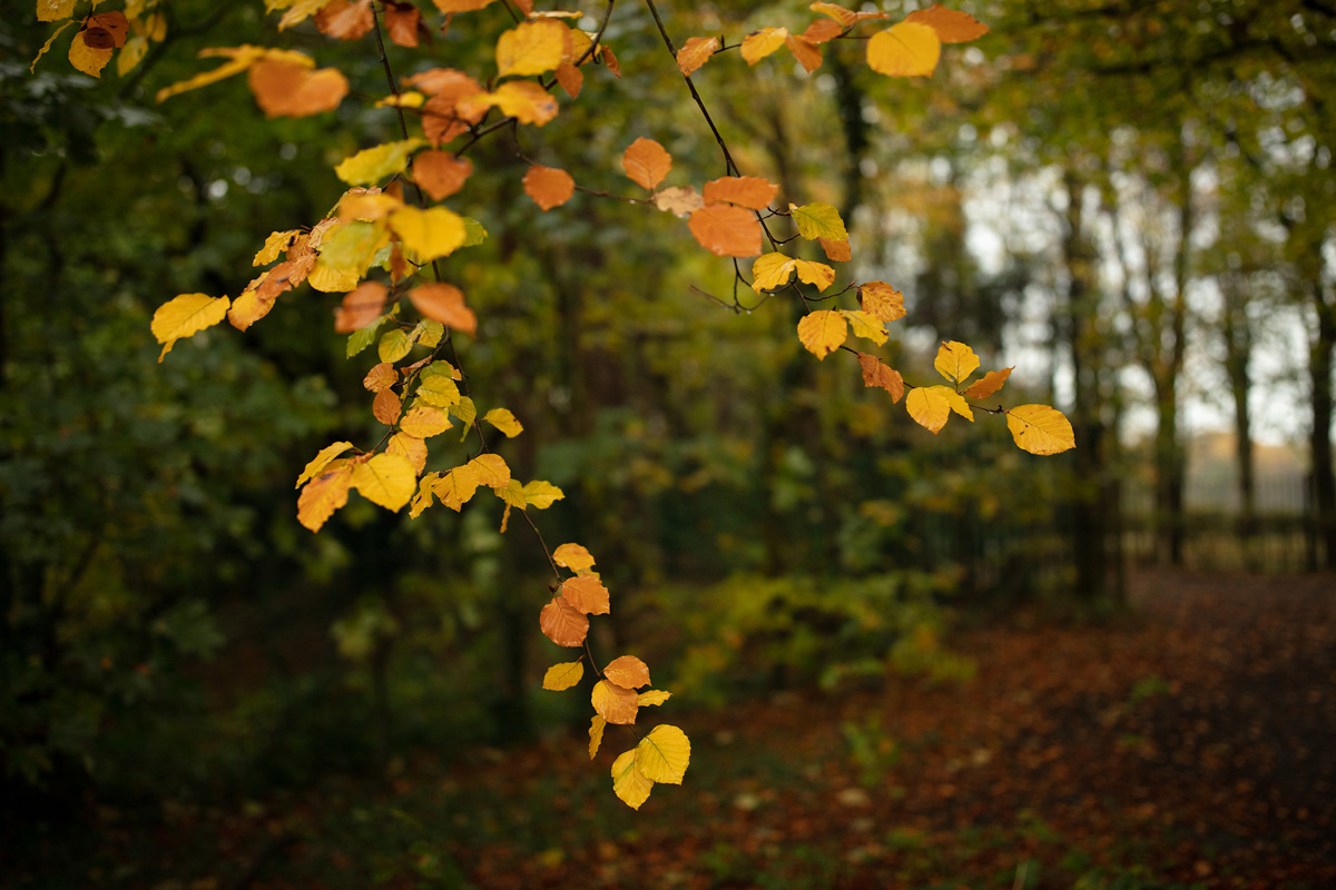  a tree with yellow leaves
