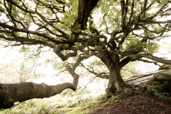 Oak Tree, Brimham Rocks