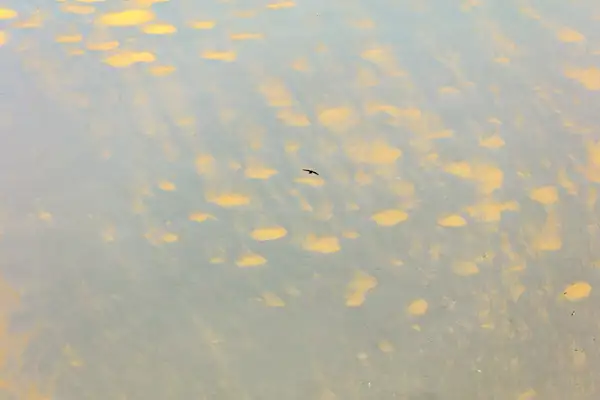 Aerial view of a body of water with a pattern of yellow and brown patches resembling sandbanks or shallow areas. A small bird is flying over the water, casting a shadow on the surface below. The overall tone is muted and serene.