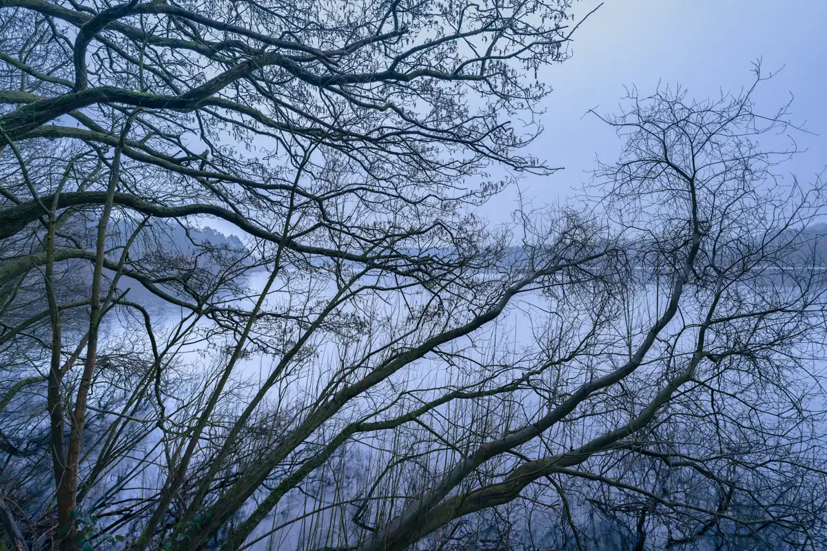 Bare tree branches stretch across the foreground, silhouetted against a misty, pale blue sky. A calm lake reflects the branches, adding to the tranquil, wintry atmosphere. Distant hills are faintly visible through the mist.