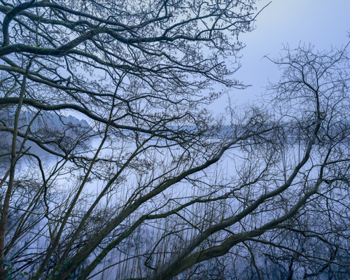 Harrogate Landscapes: Serene dawn at a North Yorkshire reservoir. Bare, intertwining branches of dormant trees create a delicate veil before a tranquil water body, with the dimming light casting a moody blue hue over the scene. a group of trees