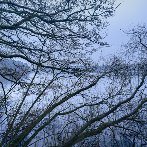The sky turns grey: Serene dawn at a North Yorkshire reservoir. Bare, intertwining branches of dormant trees create a delicate veil before a tranquil water body, with the dimming light casting a moody blue hue over the scene.
