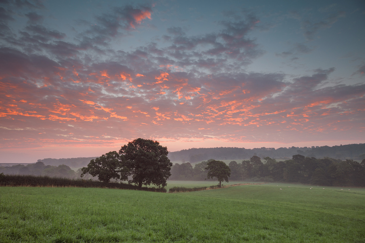 Dawn breaks over The Crimple Valley in Harrogate. The sky is painted with hues of pink and orange, reflecting off scattered clouds. Below, a lush green field hosts scattered sheep and trees, with a dense treeline in the distance under the vibrant sky. a field with trees and a sunset