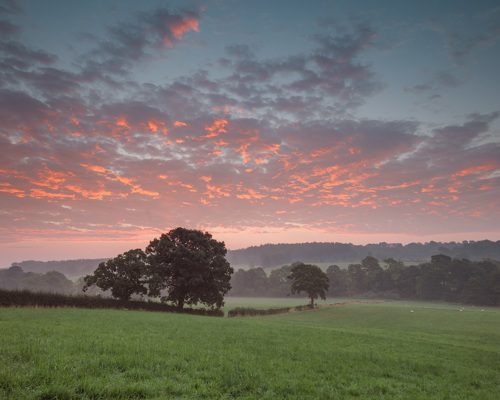 Discover the beauty of Crimple Valley: Dawn breaks over The Crimple Valley in Harrogate. The sky is painted with hues of pink and orange, reflecting off scattered clouds. Below, a lush green field hosts scattered sheep and trees, with a dense treeline in the distance under the vibrant sky. a field with trees and a sunset