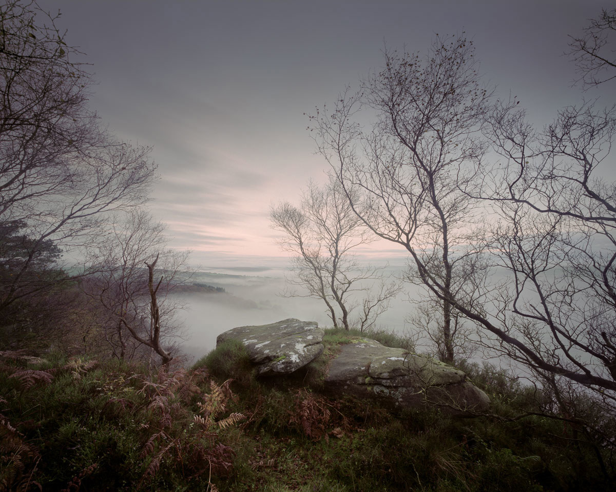 A tranquil dawn overlooking an ancient woodland; bare, silhouetted trees frame a mist-veiled landscape with a prominent rock formation in the foreground, creating a serene, mystical atmosphere. a large tree in a forest