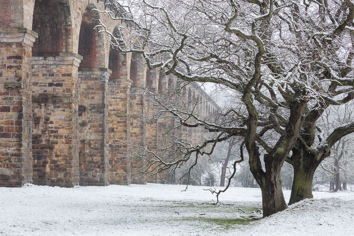 Oak trees and crimple viaduct with snow a tree with snow on the side of a building