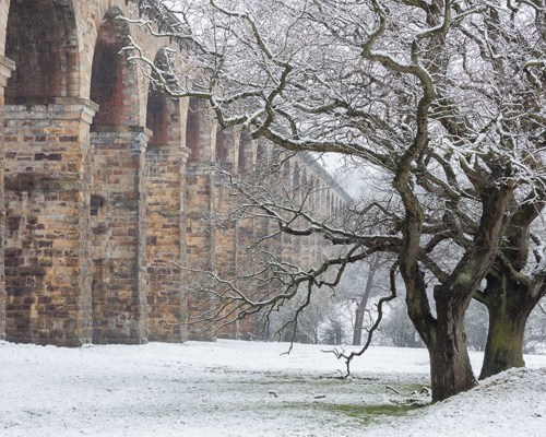 Crimple Valley Viaduct: A Marvel of Engineering and Beauty: Oak trees and crimple viaduct with snow a tree with snow on the side of a building
